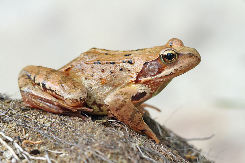 Common frog Rana temporaria sekulja_MG_0502-111.jpg