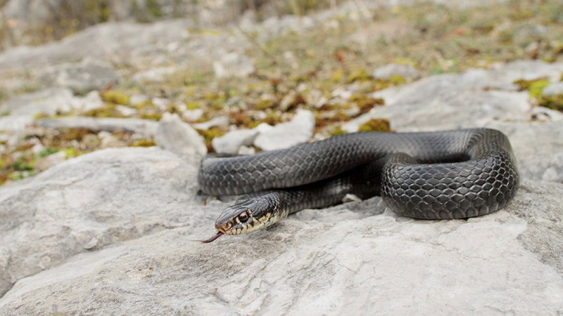 Western whip snake Hierophis viridiflavus carbonarius črnica_MG_0132-111.jpg