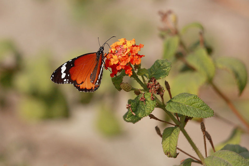 Plain tiger Danaus chrysippus_MG_9542-111.jpg