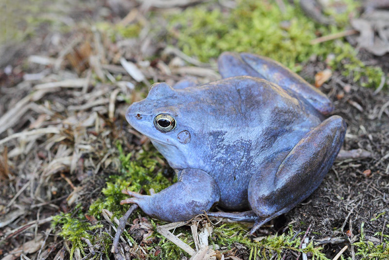 Moor frog Rana arvalis plavček_MG_3142-111.jpg