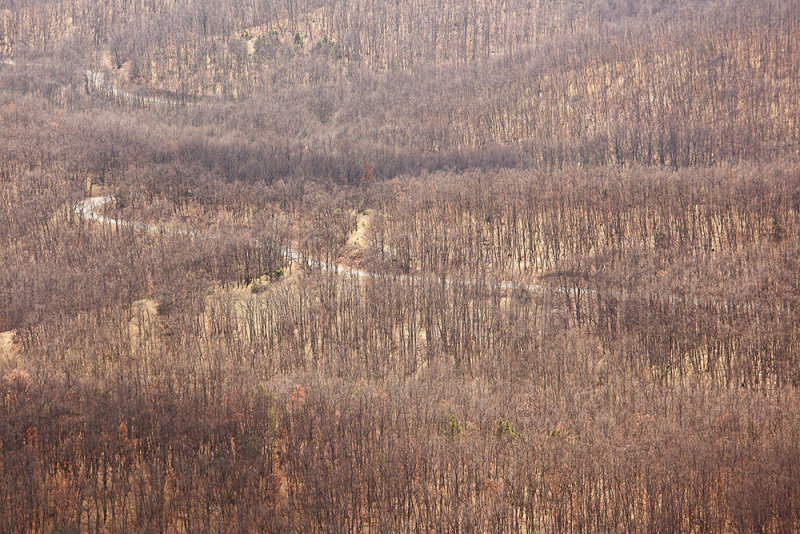 Forest on Galičica gozd_MG_2488-111.jpg
