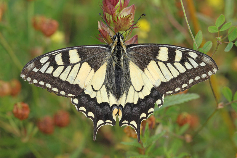 Swallowtail Papilio machaon lastovičar_MG_58861-111.jpg