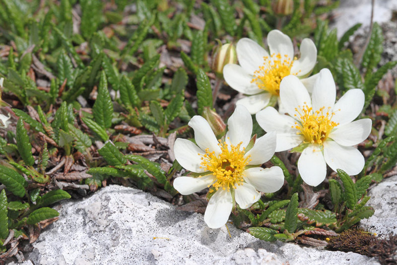 Mountain avens Dryas octopetala alpska velesa_MG_6953-111.jpg