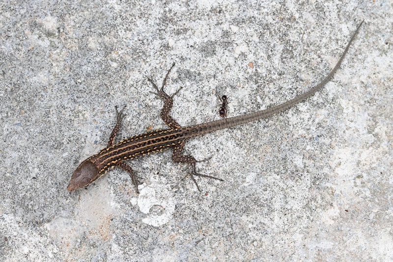 Young Italian wall lizard Podarcis siculus mlada primorska kučarica_MG_7761-111.jpg