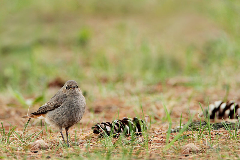 Black redstart Phoenicurus ochruros marnica_MG_2796-111.jpg