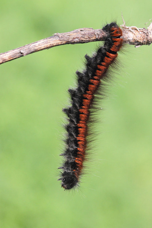 Caterpillar of fox moth Macrothylacia rubi gosenica robidove kokljice_MG_9372-111.jpg