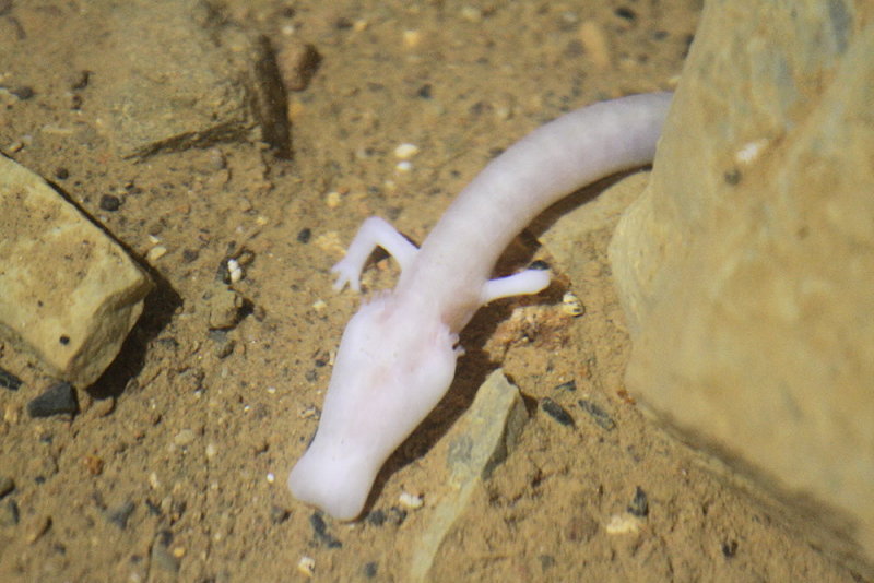 Olm Proteus anguinus človeka ribica_MG_9918-111.jpg