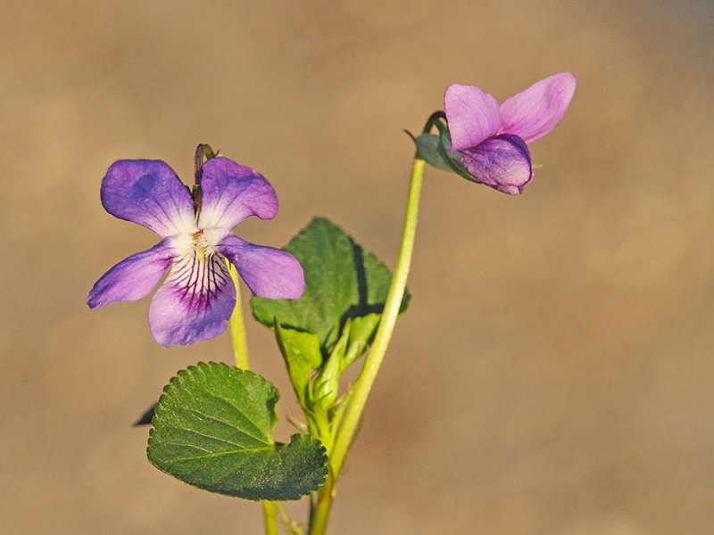 Early dog-violet Viola reichenbachiana gozdna vijolica_MG_0100-111.jpg