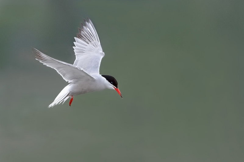 Common tern Sterna hirundo navadna čigra_MG_98791-1111.jpg