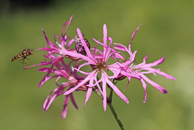 Ragged robin Lychnis flos-cuculi kukavičja lučca_MG_3269-111.jpg