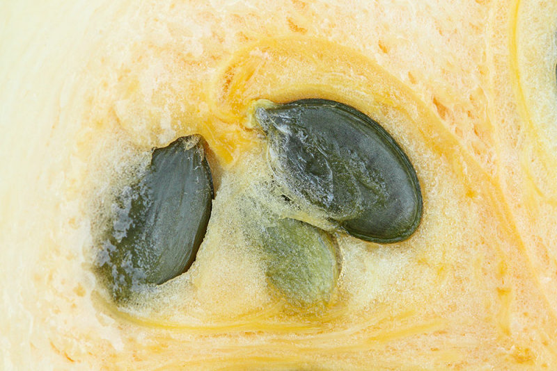 Oilseed pumpkin Cucurbita pepo oljna buča_MG_4683-111.jpg