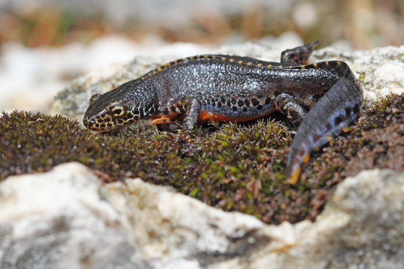 Alpine newt Ichtyosaura alpestris planinski pupek_MG_5864-111.jpg