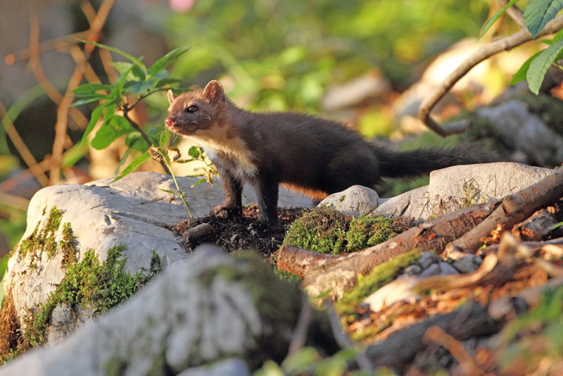 European pine marten Martes martes kuna zlatica_MG_7217-111.jpg