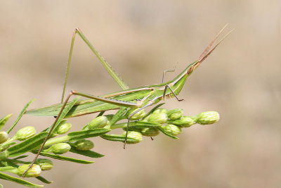 Mediterranean slant-faced grasshopper Acrida ungarica nosata sarana_MG_8718-111.jpg