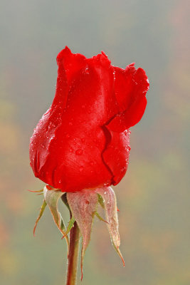 Rose vrtnica_MG_1410-111.jpg