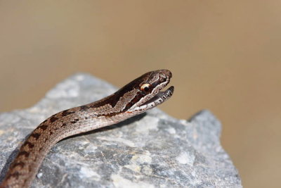 Smooth snake Coronella austriaca smokulja_MG_1593-1.jpg