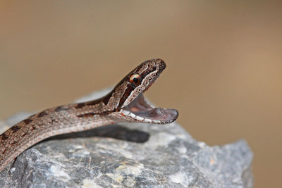 Smooth snake Coronella austriaca smokulja_MG_1614-111.jpg