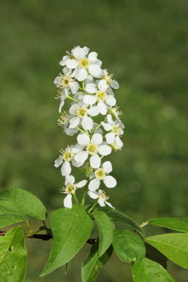 Bird cherry Prunus padus čremsa_MG_0271-11.jpg