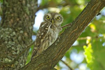 Little owl Athene noctua čuk_0030-11.jpg