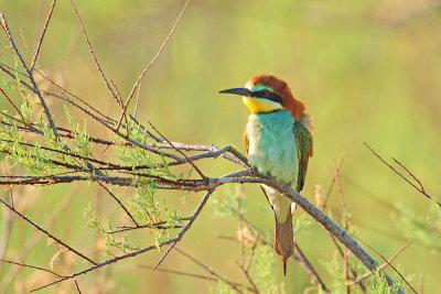 European bee-eater Merops apiaster ebelar_MG_6331-11.jpg