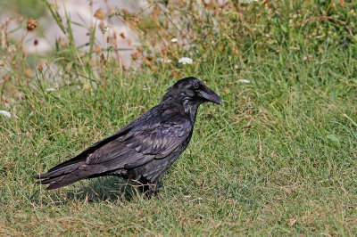 Common raven Corvus corax krokar_MG_1343-11.jpg