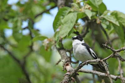 Collared flycatcher Ficedula albicollis belovrati muhar_MG_8687-111.jpg