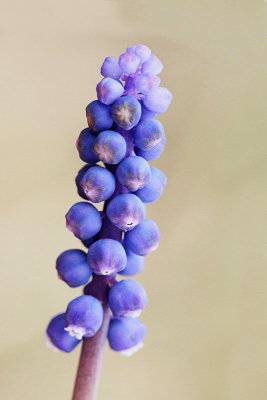 Grape hyacinth Muscari neglectum grozdasta hruica_MG_4598-11.jpg