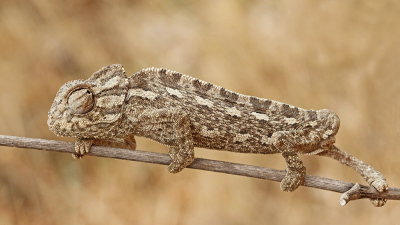 Common chameleon Chamaeleo chamaeleon navadni kameleon_MG_6664-111.jpg
