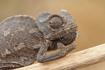 Common chameleon Chamaeleo chamaeleon navadni kameleon_MG_6818-111.jpg