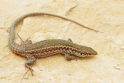  Maltese wall lizard Podarcis filfolensis_MG_7331-11.jpg