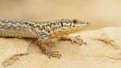  Maltese wall lizard Podarcis filfolensis_MG_7312-111.jpg