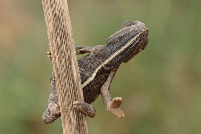 Common chameleon Chamaeleo chamaeleon navadni kameleon_MG_6823-111.jpg