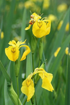 Yellow flag Iris Iris pseudocorus vodna perunika_MG_6369-11.jpg