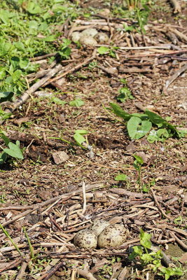 Common tern nests gnezdi navadne čigre_MG_6104-11.jpg
