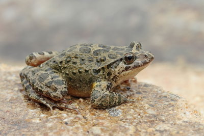 Painted frog  Discoglossus pictus_MG_7390-111.jpg