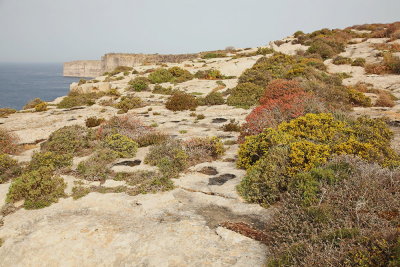 TaCenc cliff klif Gozo_MG_63691-111.jpg