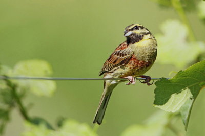 Cirl bunting Emberiza cirlus plotni strnad_MG_9600-111.jpg