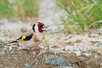 Goldfinch Carduelis carduelis liček_MG_9544-111.jpg