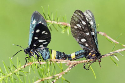 Nine-spotted moth Amata phegea ivanjska ptičica_MG_0640-111.jpg