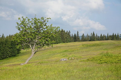 Mt. Pohorje_MG_6765-111.jpg