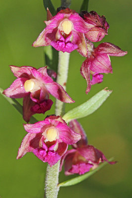 Dark red helleborine Epipactis atrorubens temnordeča močvirnica_ MG_0618-11.jpg