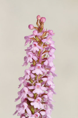Fragrant orchid Gymnadenia conopsea navadni kukovičnik_MG_01531-111.jpg