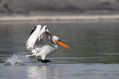 Dalmatian pelican Pelecanus crispus kodrasti pelikan_MG_5884-111.jpg