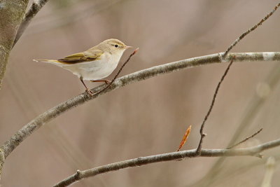 Western Bonelli's warbler Phylloscopus bonelli hribska listnica_MG_4530-11.jpg