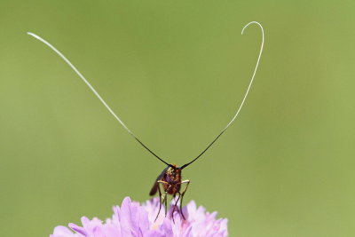 Longhorn moth Nemophora metallica kovinski dolgotipalkar_MG_6605-111.jpg