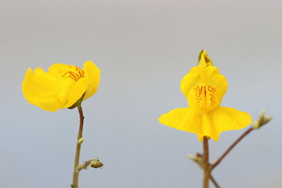 Utricularia australis juna meinka_MG_7539-111.jpg