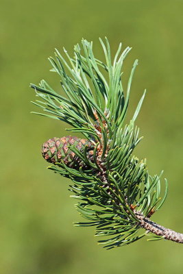 Mountain pine Pinus mugo ruevje_MG_74421-11.jpg