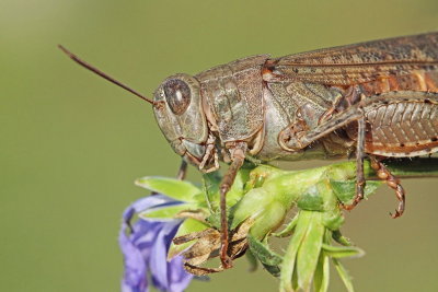 Italian locust Calliptamus italicus laka kobilica_MG_7927-111.jpg