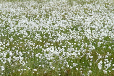Hare`s-tail cottongrass Eriophorum vaginatum noničavi munec_MG_9644-111.jpg