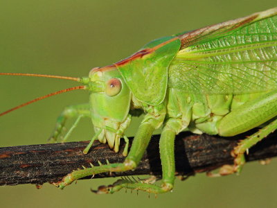 Great green bush-cricket Tettigonia viridissima drevesna zelenka_MG_8089-111.jpg